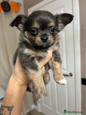 Chihuahua dogs for sale - Advert 2