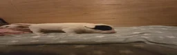 Miniature Bull terrier dogs for sale: White Miniature Bullterrier  - Advert 6