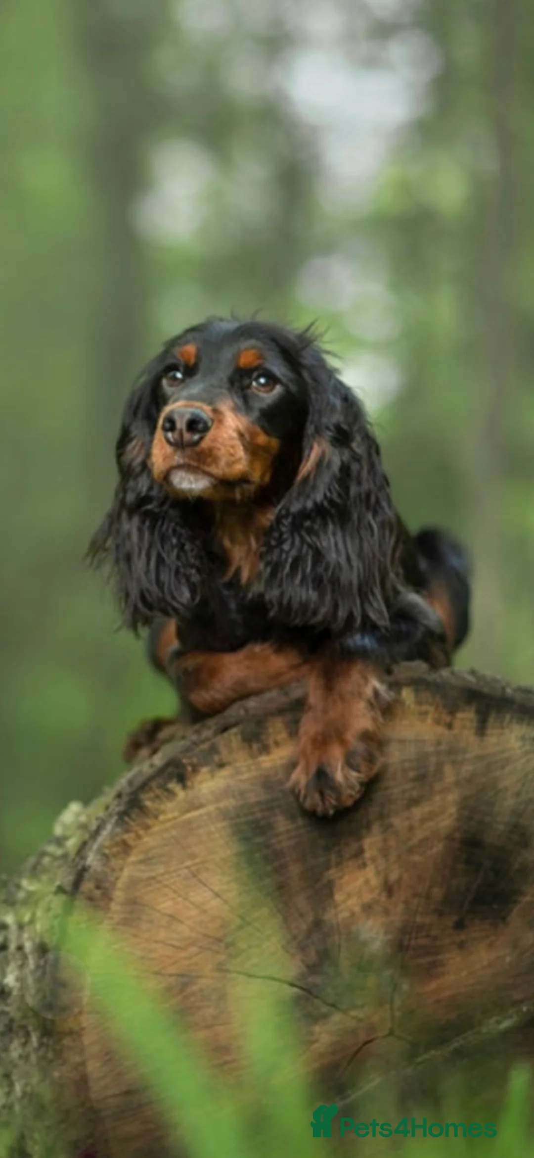 Cocker Spaniel dogs for sale: Stunning mixed colour cocker spaniels - Advert 5