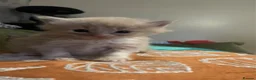 Maine Coon cats for sale: 3 Gorgeous Maine Coon x kittens - Advert 16
