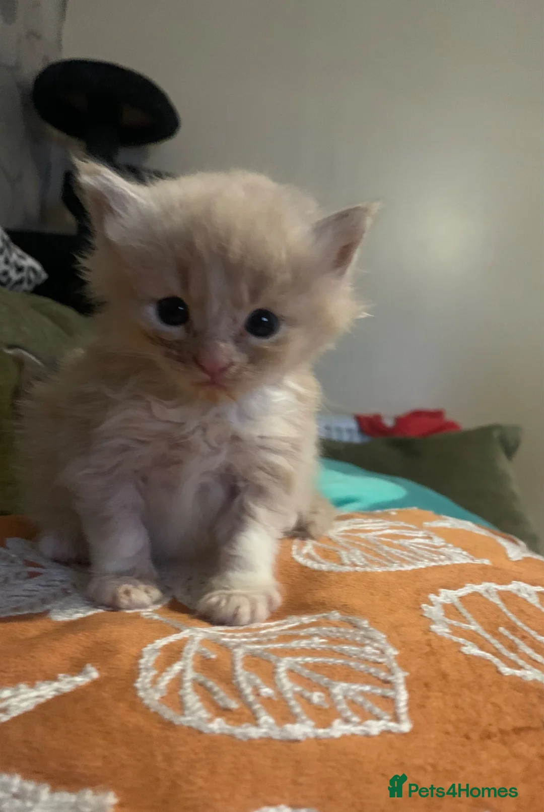 Maine Coon cats for sale: 3 Gorgeous Maine Coon x kittens - Advert 16