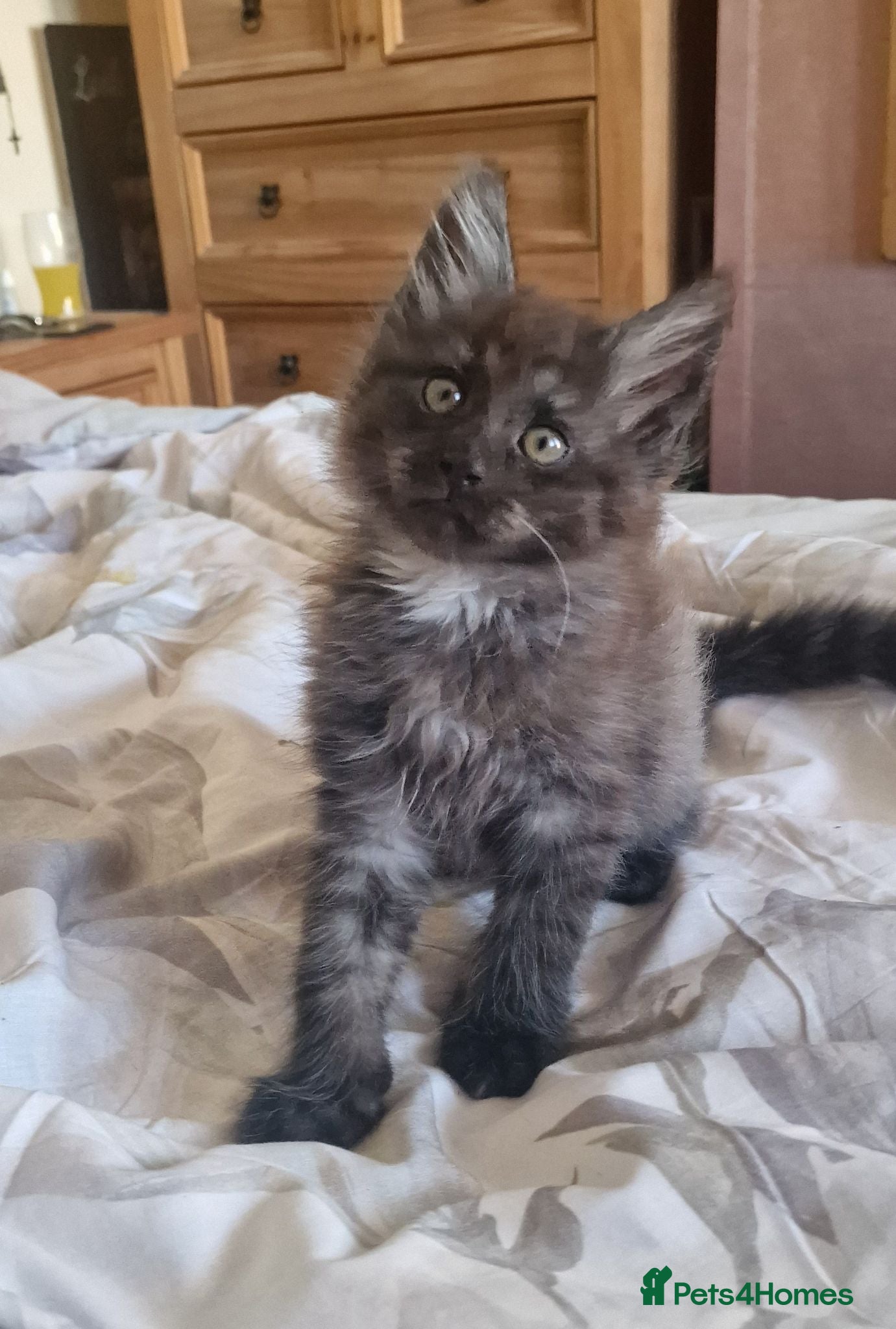 Maine Coon cats Gorgeous Half Maine Coon Litter  - Advert 4