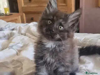Maine Coon cats Gorgeous Half Maine Coon Litter - Advert 4