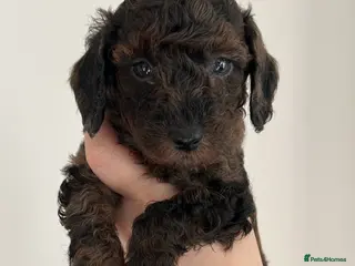 Miniature Poodle dogs Beautiful Merle Miniature Poodles - Advert 10