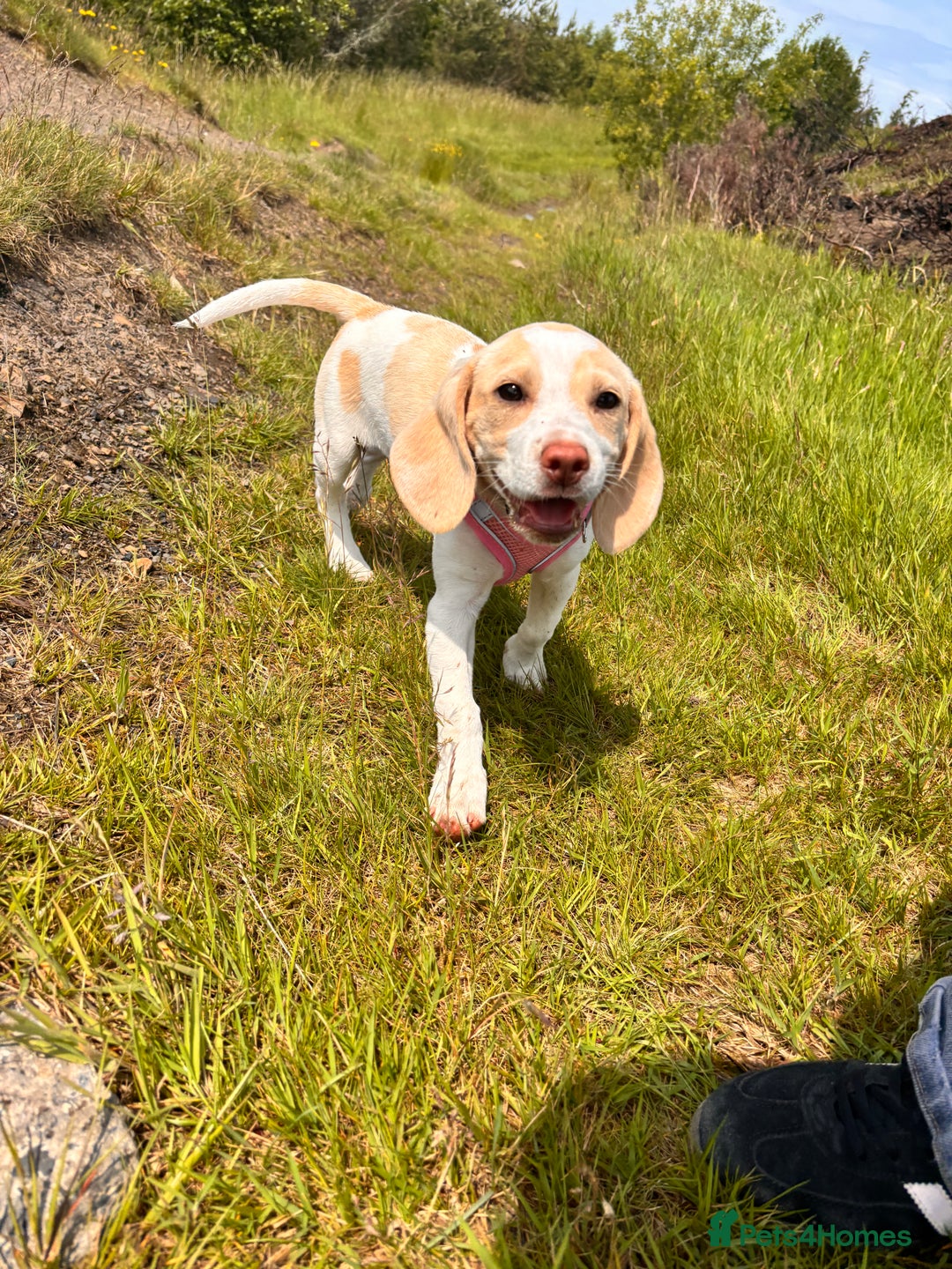 Beagle dogs for sale: Mollie - Advert 4