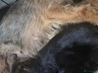 Border Terrier dogs 3 border terrier pups - Advert 17