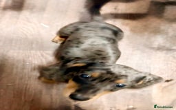 Miniature Dachshund dogs for sale: PRICE NEGOTIABLE Beautiful Isabella dachshund pups - Image 4