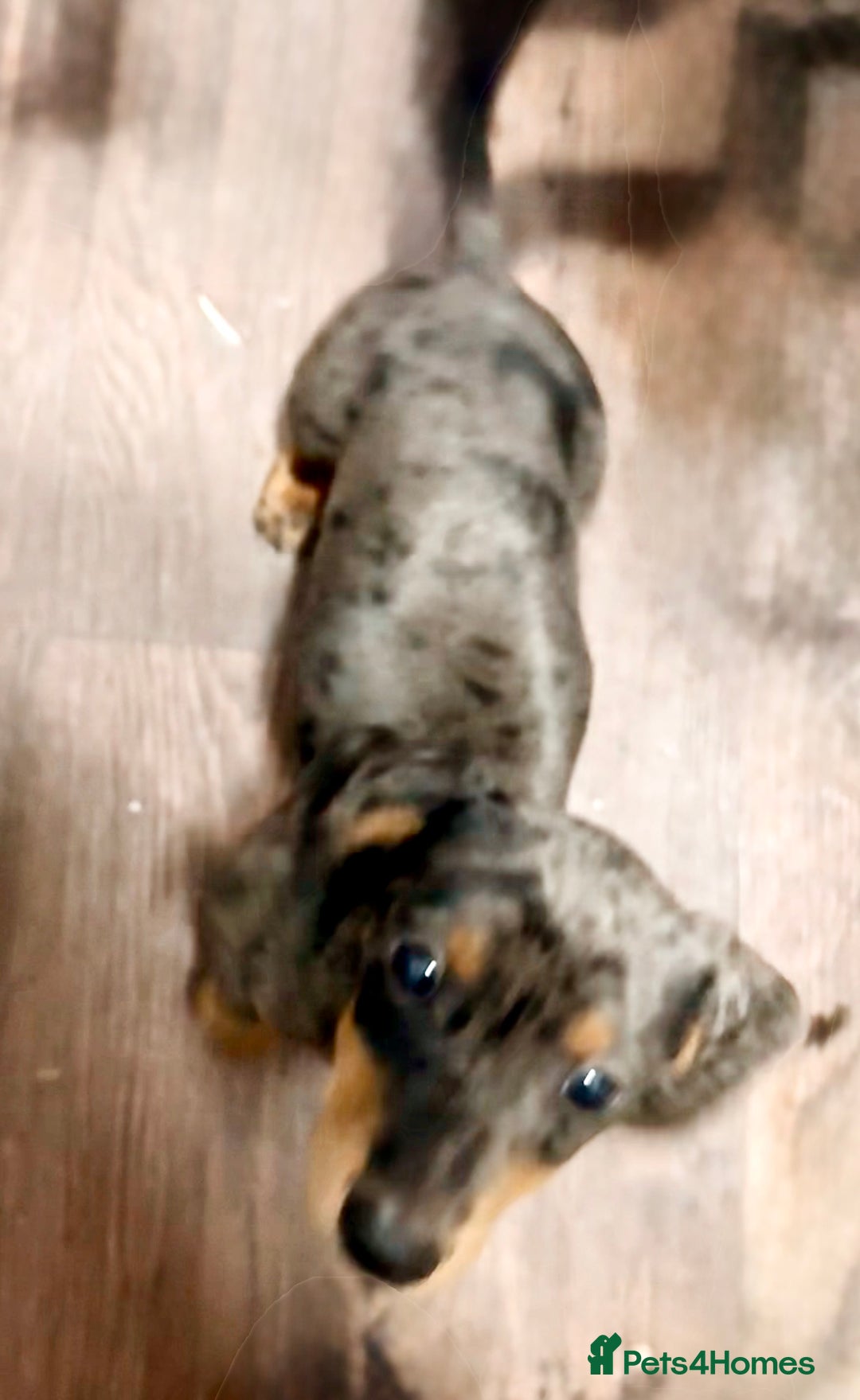 Miniature Dachshund dogs for sale: PRICE NEGOTIABLE Beautiful Isabella dachshund pups - Image 4