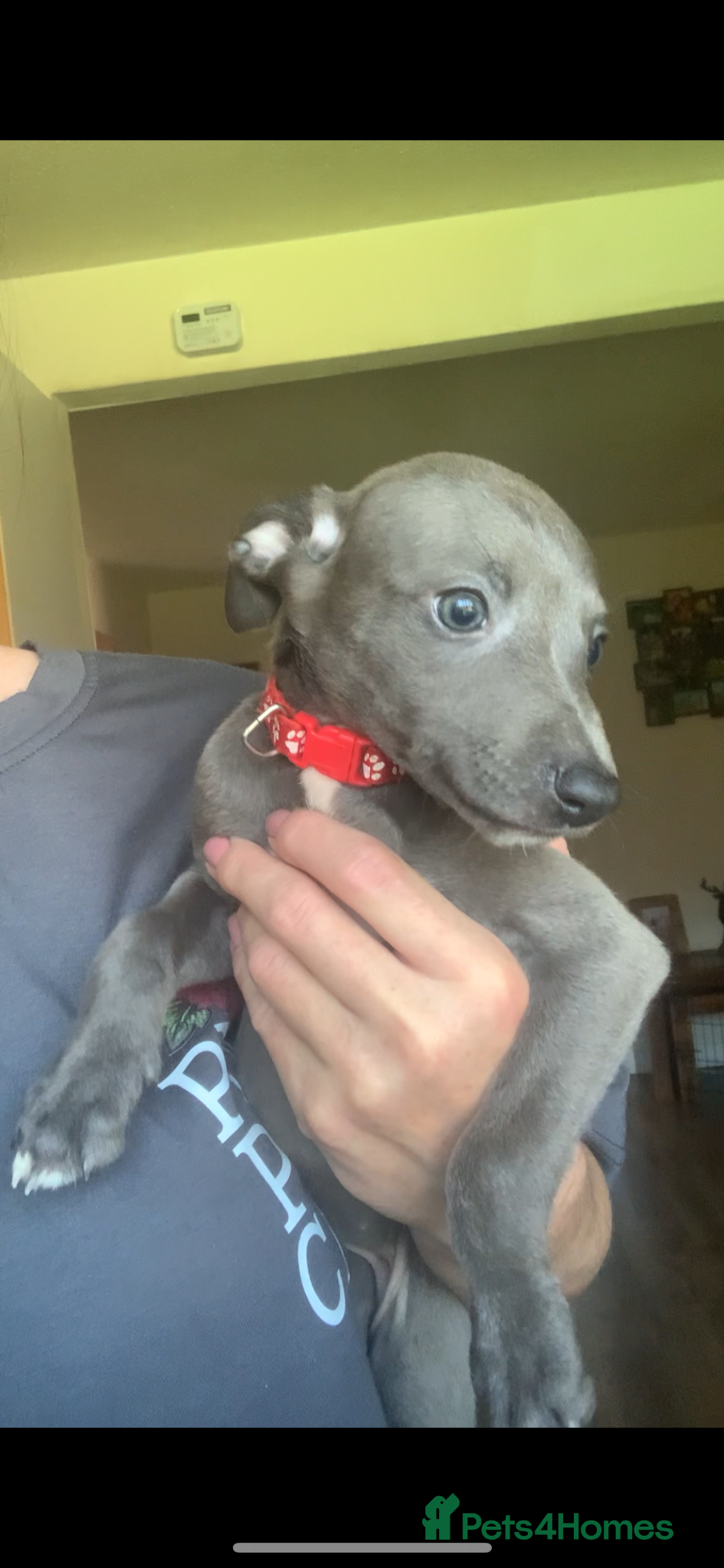 Whippet dogs Blue Kennel Club Registered Whippet pups - Advert 1
