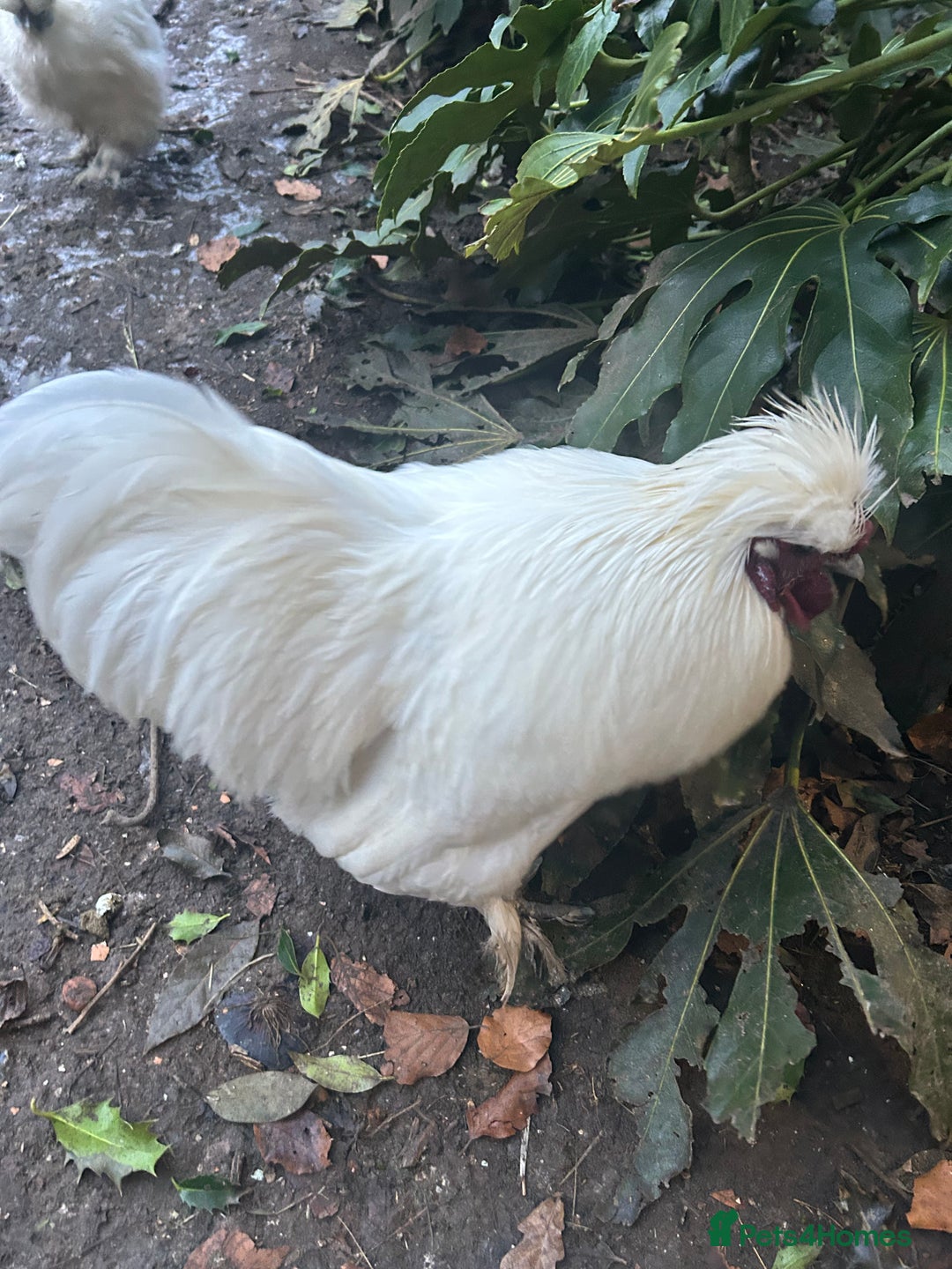 Chickens poultry for sale: Pure white silky male- proven breeder.  - Advert 6