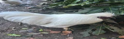 Chickens poultry for sale: Pure white silky male- proven breeder.  - Advert 6