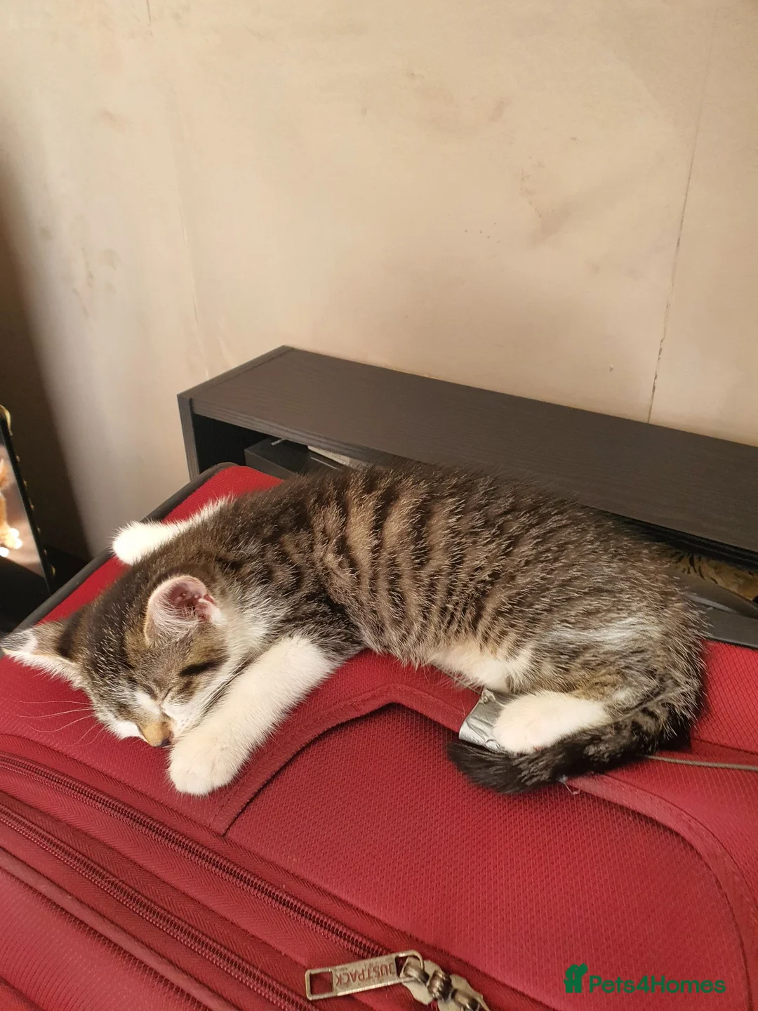 Domestic Shorthair cats for sale: Kittens for sale - Advert 13