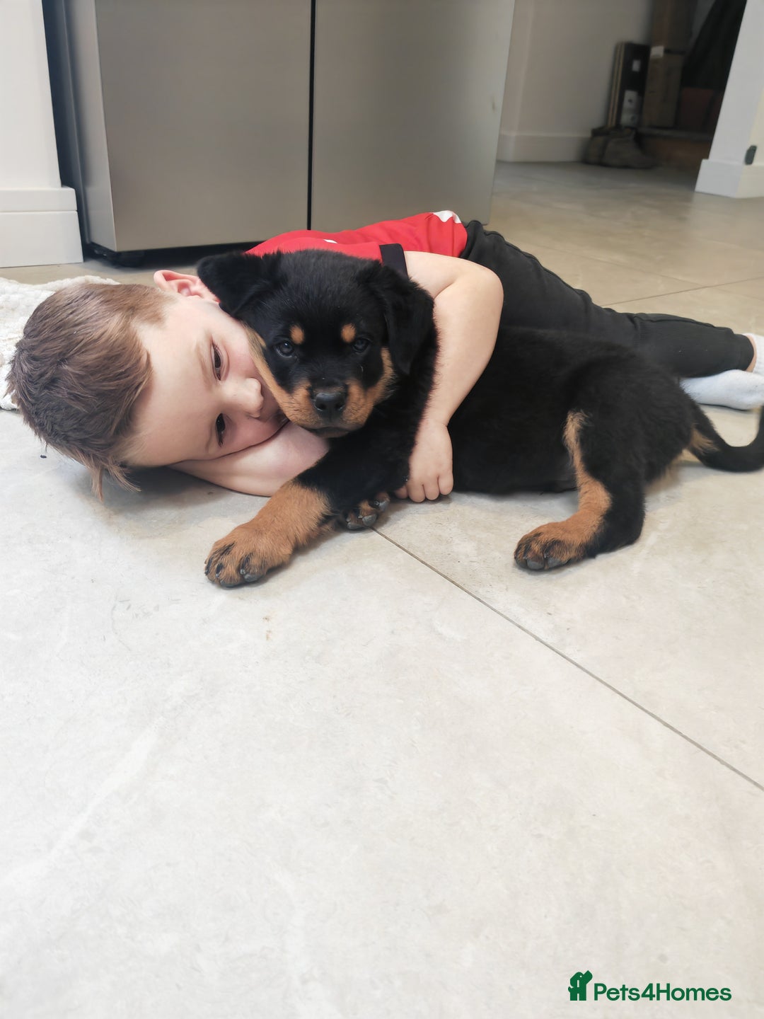 Rottweiler dogs for sale: Gorgeous male Rottweiler puppy Reggie  - Image 4