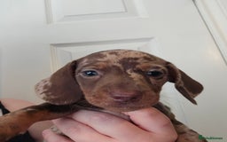 Miniature Dachshund dogs for sale: Kc miniature-dachshund pups - Image 3