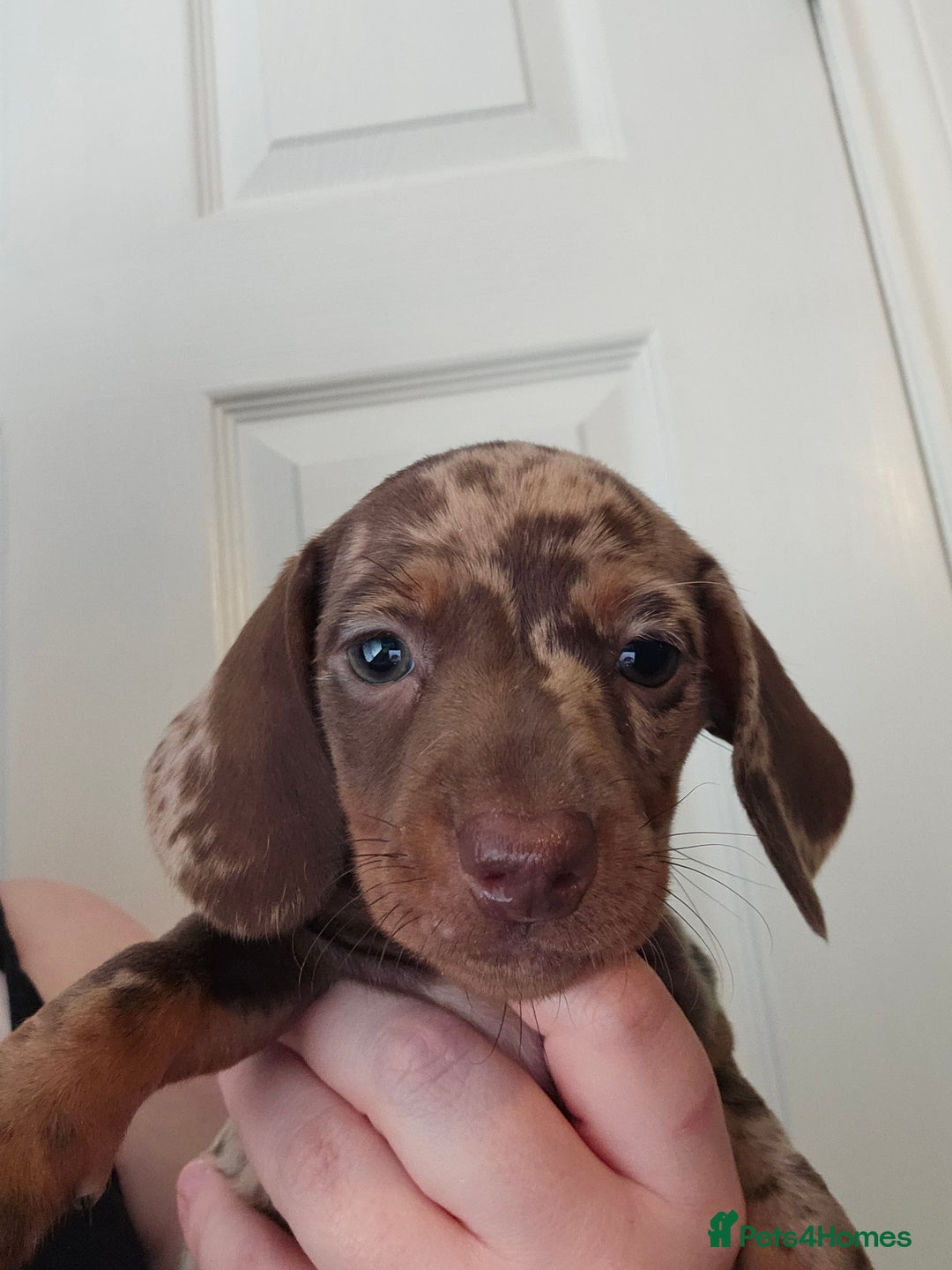 Miniature Dachshund dogs for sale: Kc miniature-dachshund pups - Image 3