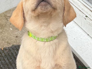 Labrador Retriever dogs - Advert 21