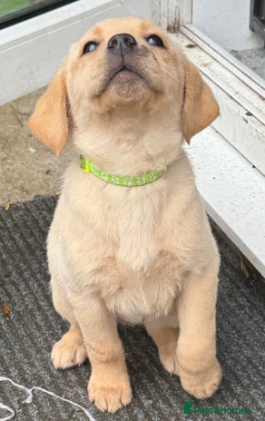 Labrador Retriever dogs - Advert 3