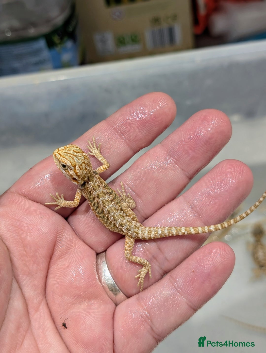 Bearded Dragon reptiles for sale: 50% red monster bearded dragons  - Image 9