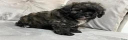 Shihpoo dogs for sale: Adorable ShihPoo Puppies Ready to Steal Your Heart in Northampton - Advert 15