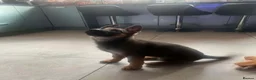 German Shepherd dogs for sale: Ms Kira - Advert 3