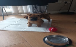 Mixed Breed dogs for sale: Frenchie  chow  - Image 4