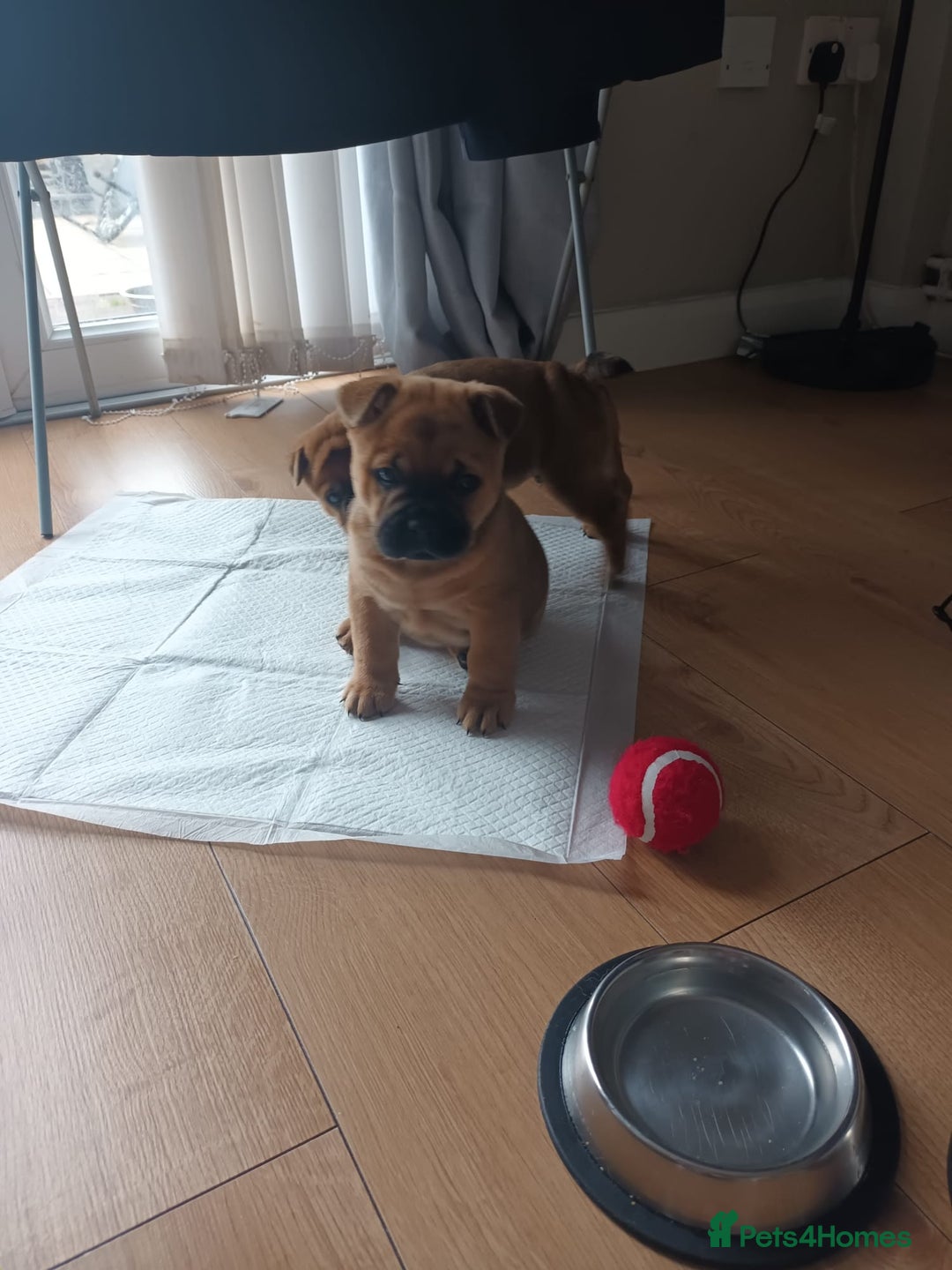 Mixed Breed dogs for sale: Frenchie  chow  - Image 4