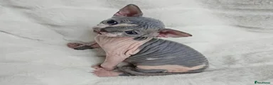Sphynx 3