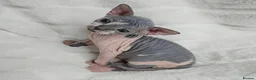 Sphynx cats for sale: Uniquely Beautiful, Naturally Adorable-Sphynx  in Belfast - Advert 5