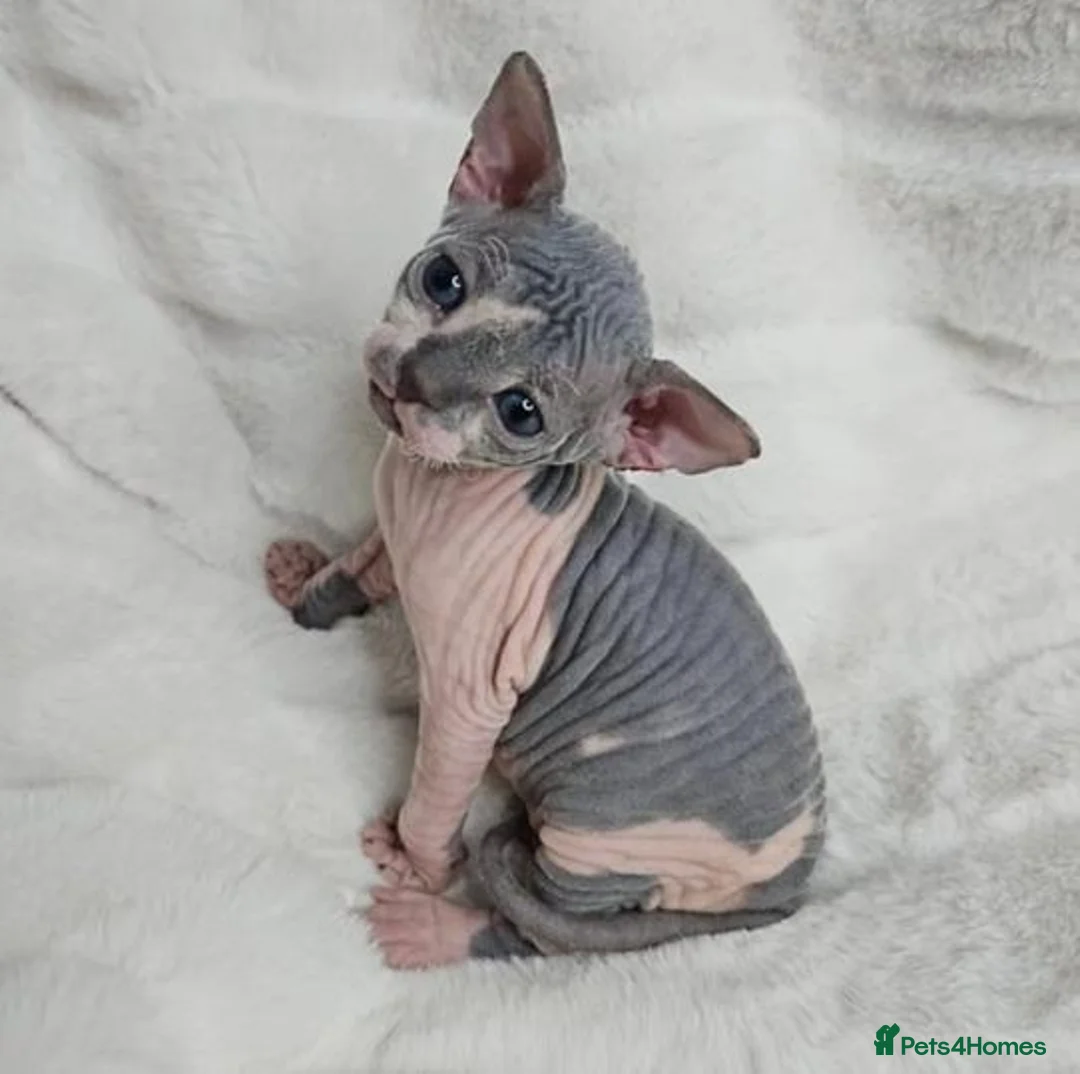 Sphynx cats for sale: Uniquely Beautiful, Naturally Adorable-Sphynx  in Belfast - Advert 5