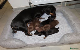 Dachshund dogs for sale: Dachshunds - Image 6