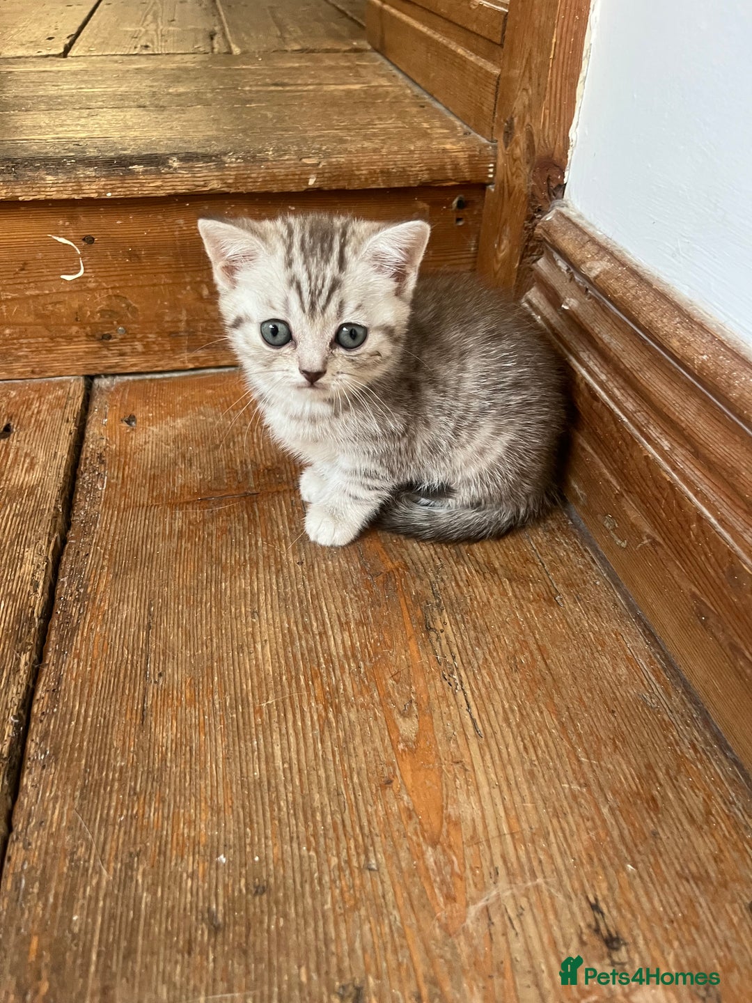 British Shorthair cats for sale:  Beautiful and gentle British shorthair kittens - Image 2