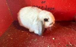 Mini Lop rabbits for sale: Mini lop baby rabbits ready now  - Image 8