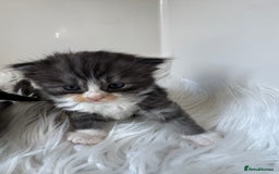 Persian cats for sale: Persian Kittens  - Image 7