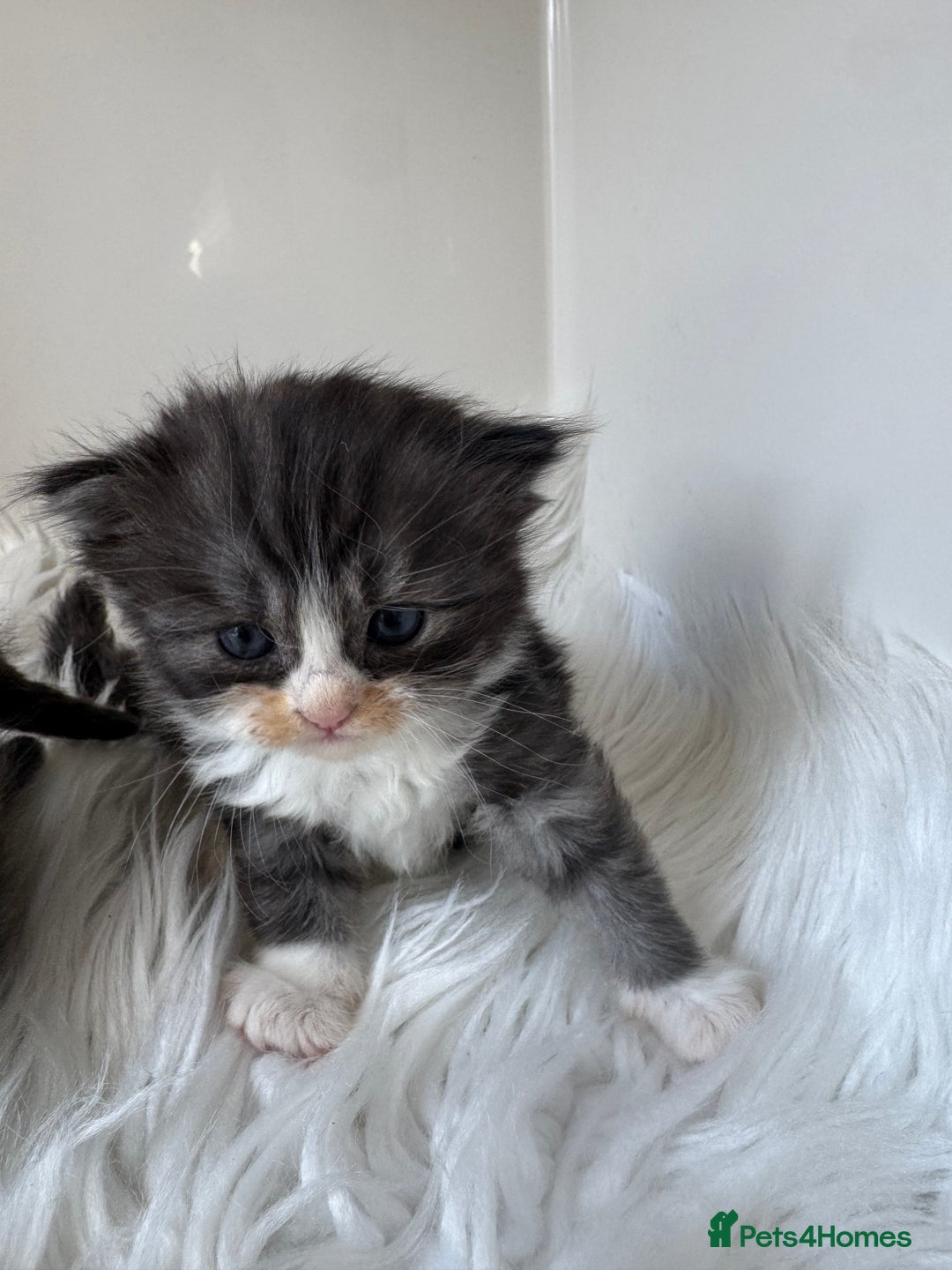 Persian cats for sale: Persian Kittens  - Image 7