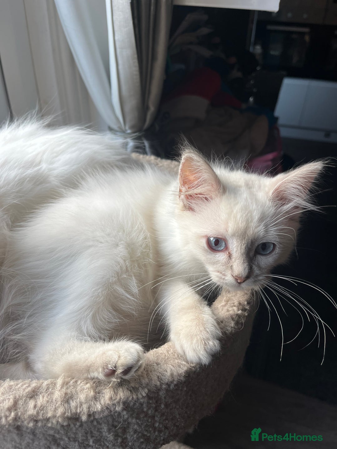 Ragdoll cats for sale: Gorgeous Tica Cherubim ragdoll kittens  - Advert 8