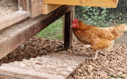 Chickens poultry for sale: Shaver brown chickens - Image 16
