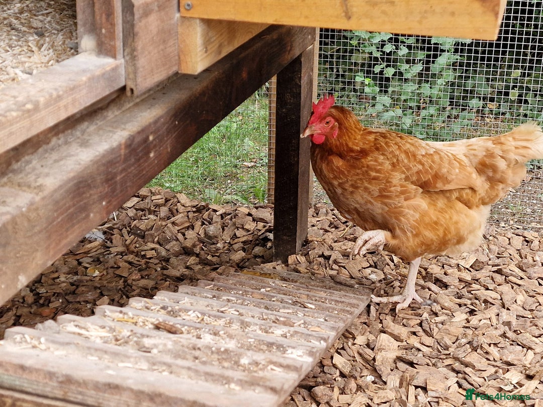 Chickens poultry for sale: Shaver brown chickens - Image 16