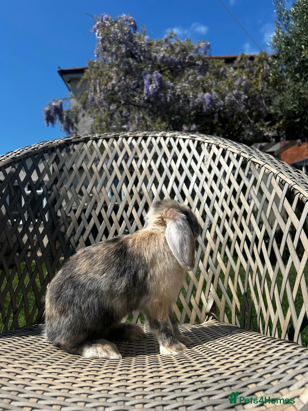 Mini Lop rabbits for sale: Male mini lop  - Advert 2