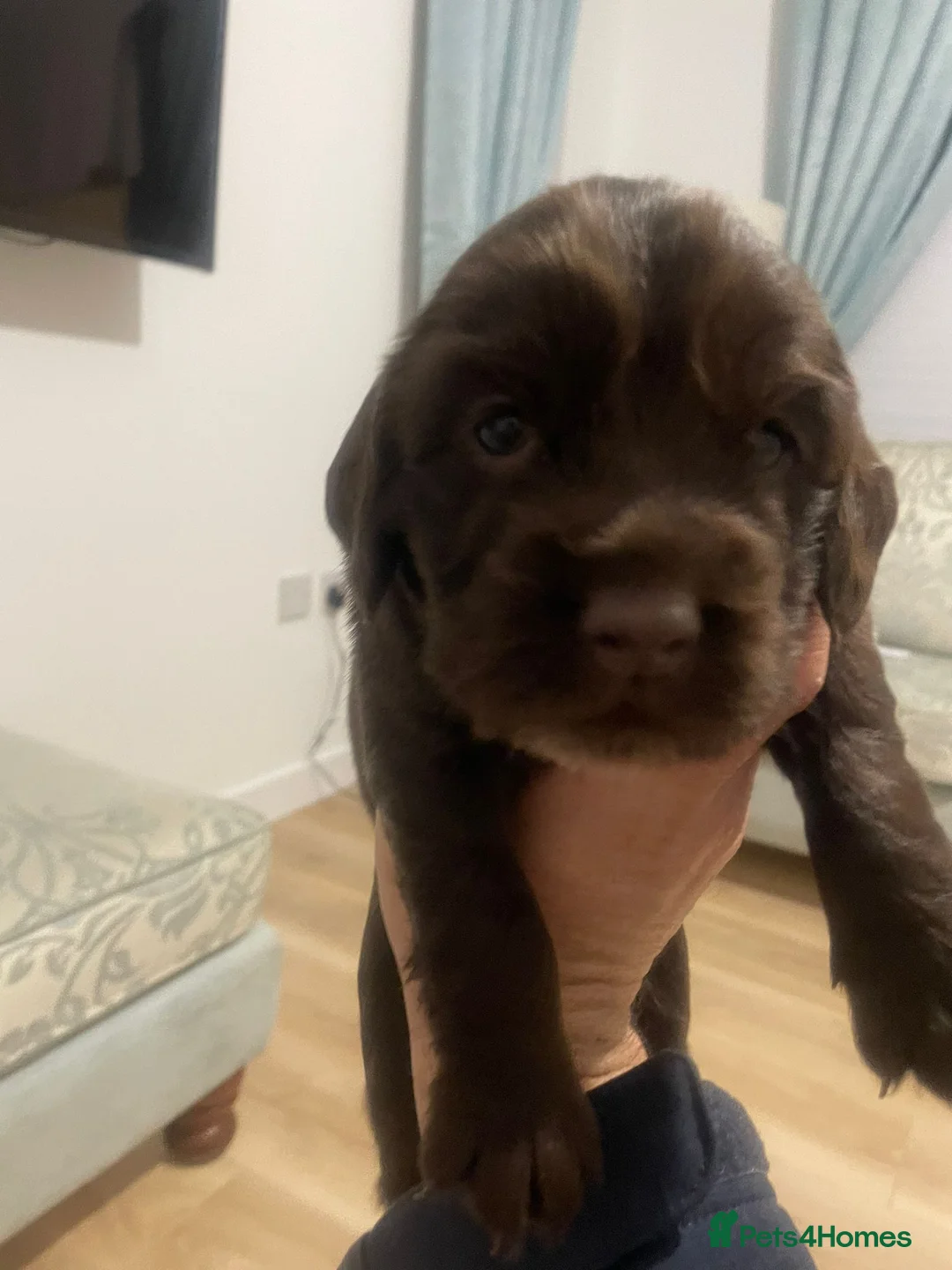 Field Spaniel dogs for stud: Proven Chocolate Spaniel for Stud  in Livingston - Advert 8