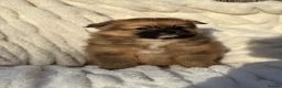 Pomeranian dogs for sale: 🐾 Teddy Pomeranian Puppies Ready To Home 🐾 - Advert 15