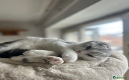 Scottish Fold cats for sale: Kittens Ready for Their Forever Homes - Image 20