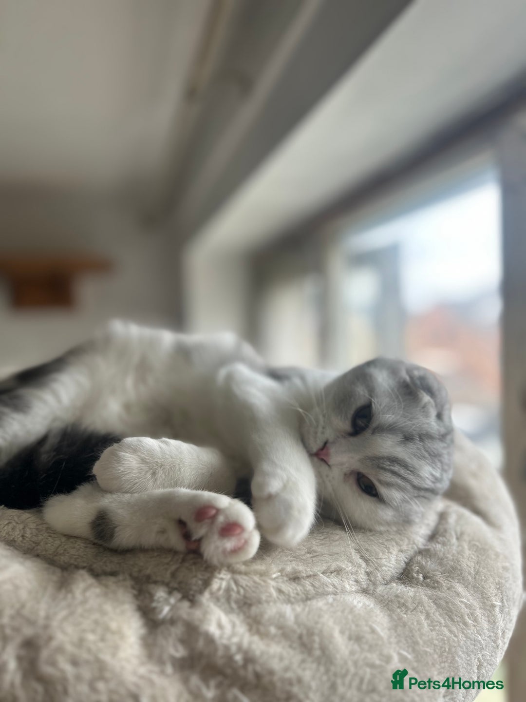 Scottish Fold cats for sale: Kittens Ready for Their Forever Homes - Image 20