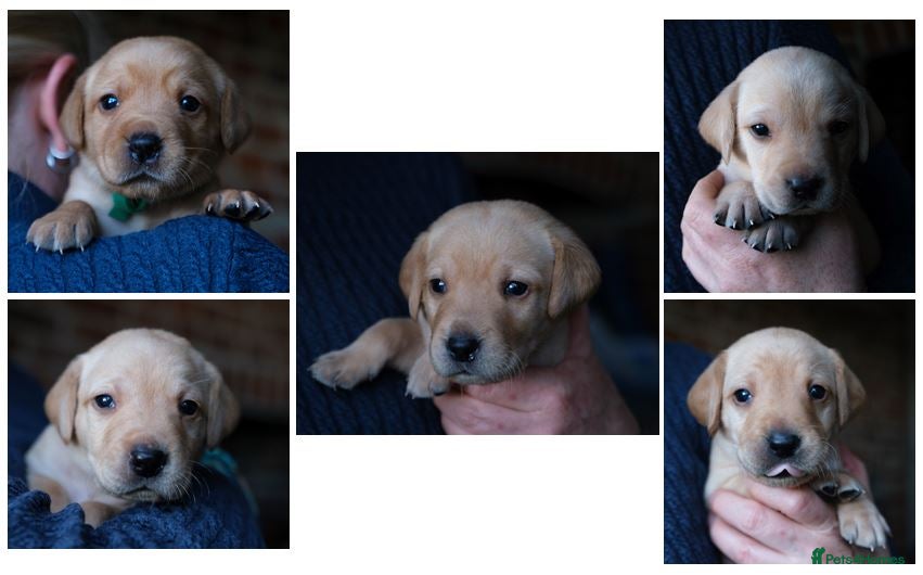 Labrador Retriever dogs KC registered yellow Labradors. Ready from 23 Dec - Advert 7