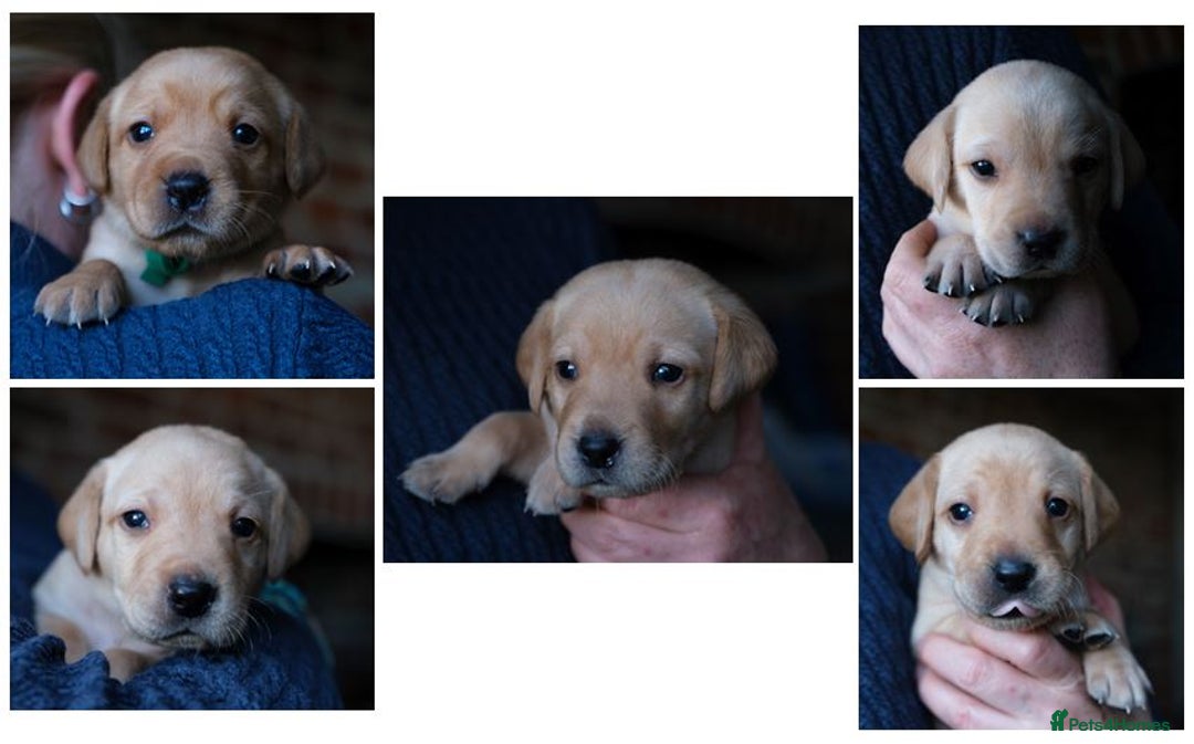 Labrador Retriever dogs for sale: KC registered yellow Labradors. Ready from 23 Dec - Advert 1