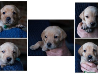 Labrador Retriever dogs KC registered yellow Labradors. Ready 23 Dec - Advert 14