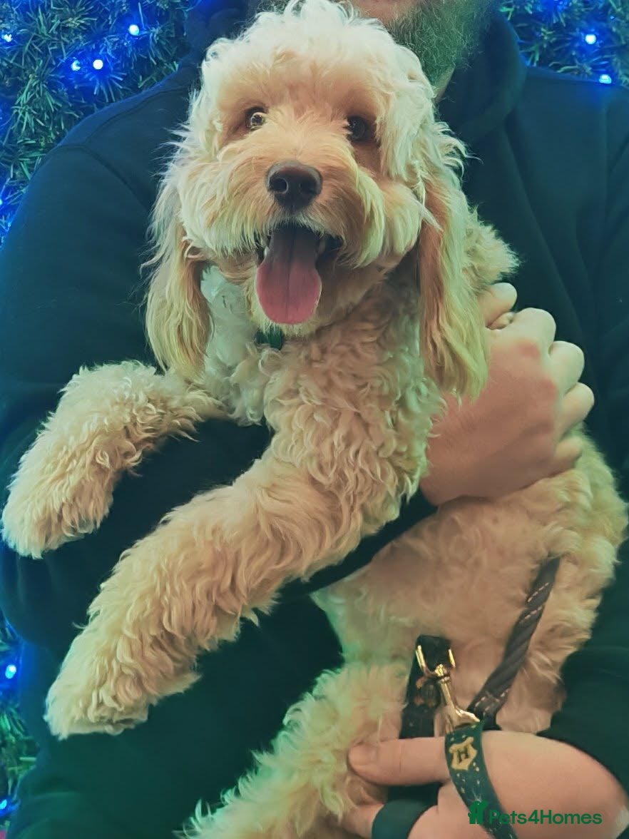 Cockapoo dogs F1b Cockapoo for stud - Advert 1