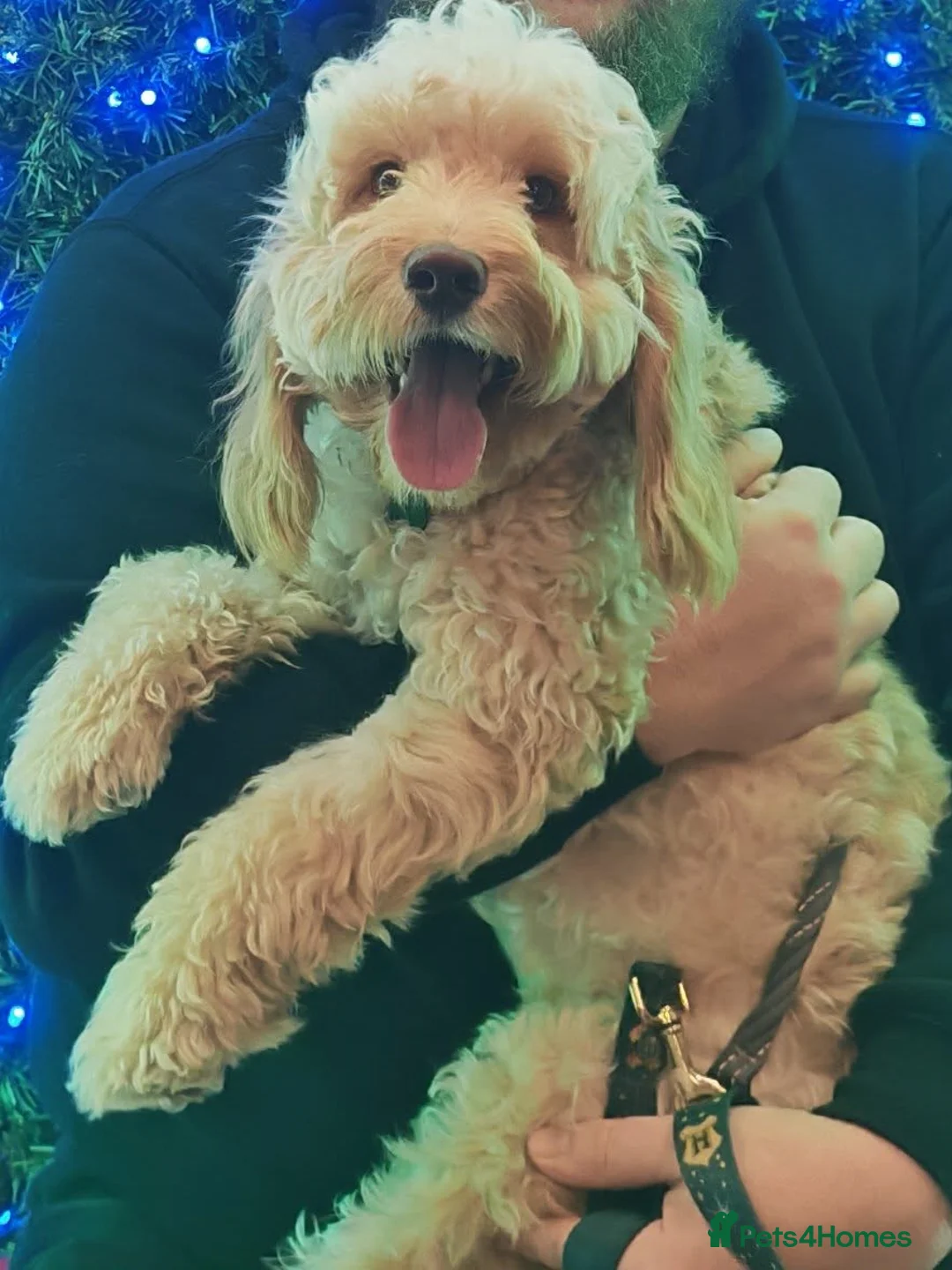 Cockapoo dogs for stud: F1b Cockapoo for stud - Advert 1