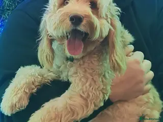 Cockapoo dogs F1b Cockapoo for stud - Advert 1