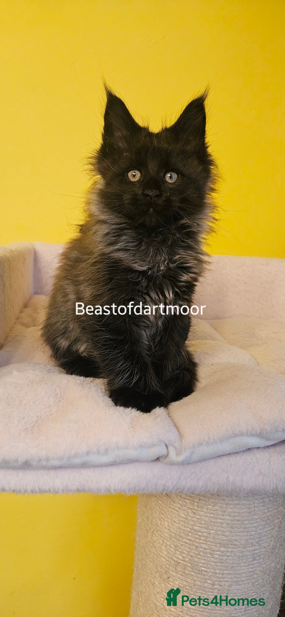 Maine Coon cats for sale: TICA Registered Maine Coon Kittens  - Advert 8