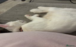 Mixed Breed cats for sale: Snowy and pip🩵💕 - Image 11
